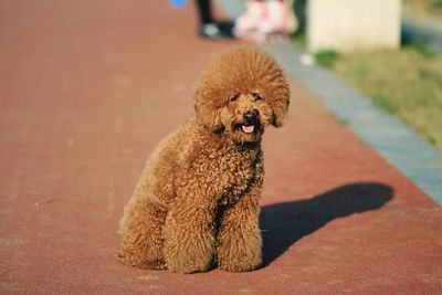 Close-up portrait of poodle