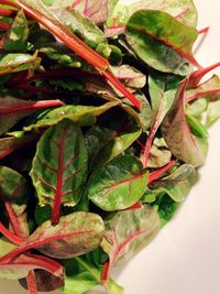 High angle view of vegetables on plant