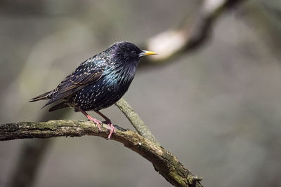 Close-up of bird perching on branch