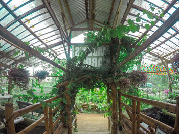 Plants growing in greenhouse