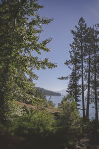 Low angle view of trees in forest against sky