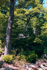 Trees in forest