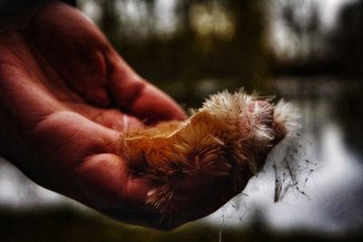 Close-up of hand holding leaf