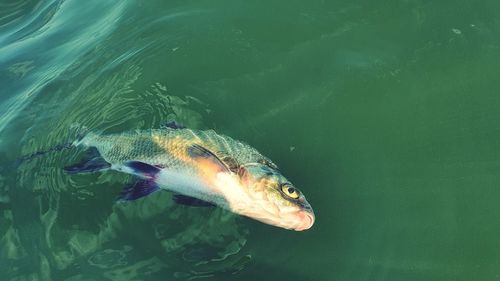 High angle view of fish swimming in sea