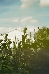 Close-up of fresh plants against sky