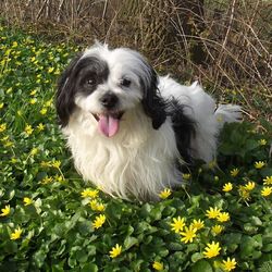 Portrait of dog on field