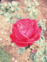 Close-up of pink rose