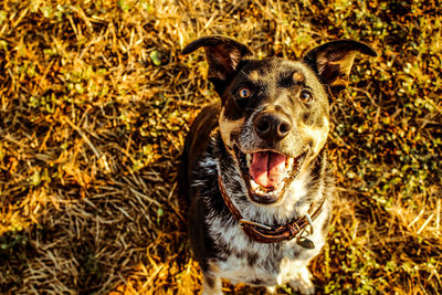 Portrait of dog on ground during autumn