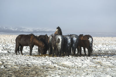 Herd of icelandic horses after a snow storm in winter