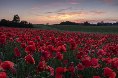 Red tulips in field against sky during sunset