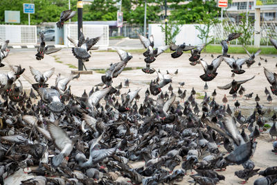 Flock of birds in a city