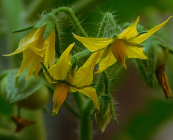 Close-up of yellow flowers