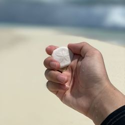 Cropped hand holding sand dollar at beach