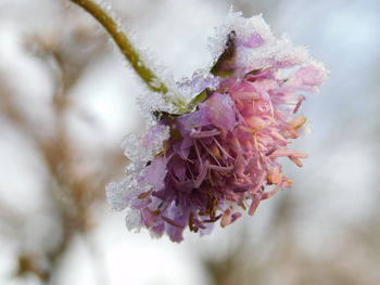 Close-up of cherry blossom