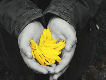 Close-up of person holding yellow flower