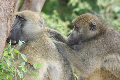 Monkeys in a forest