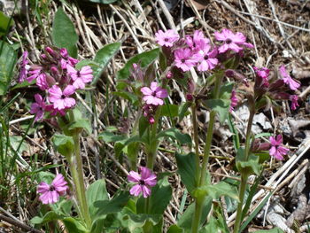 Purple flowers blooming outdoors