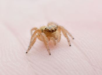 Close-up of spider on human body part
