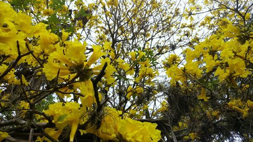 Low angle view of yellow tree