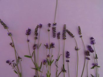 Close-up of purple flowering plants against wall