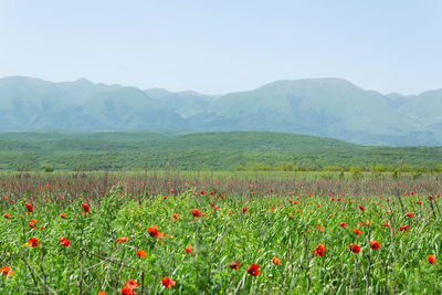 Scenic view of poppy field against sky