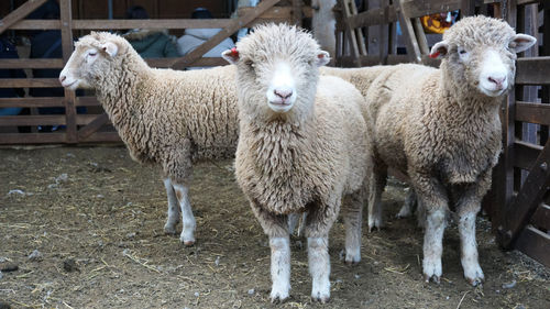 Sheep standing on field at farm