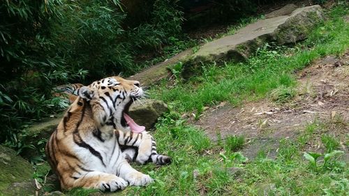 Cat relaxing on grass