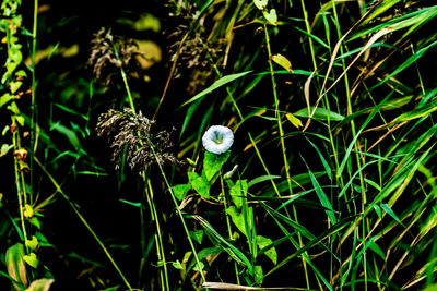 High angle view of flower growing on field