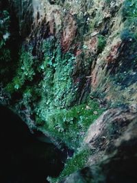 Close-up of moss growing on tree trunk