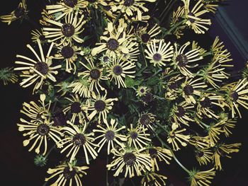 Close-up of flowers