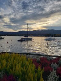 Sailboats in marina at sunset