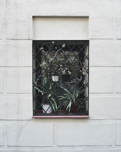 Plant growing through window