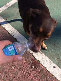 Close-up of a dog drinking water