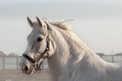 White horse, calm and wise. portrait of a gray gelding in black halter, walking in paddock. 