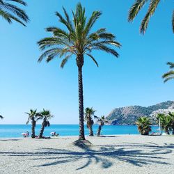 Palm trees on beach