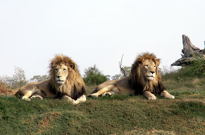 Cats relaxing in the animal against clear sky