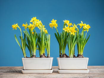 Close-up of potted plant on table against blue sky