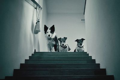 Portrait of dogs on steps at home