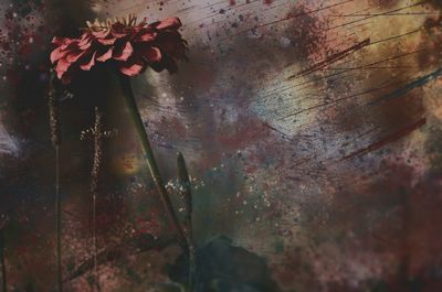 Close-up of flowers against blurred background