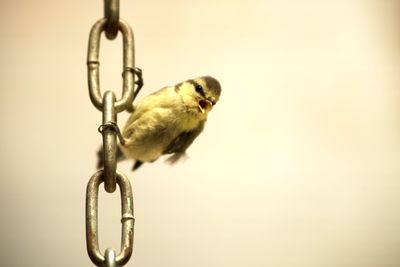 Close-up of bird hanging against blurred background