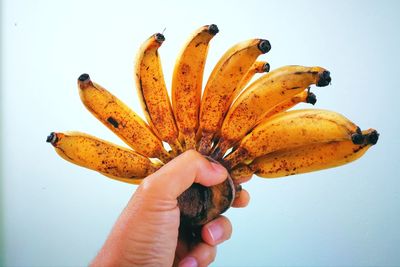 Close-up of hand holding fruit against white background