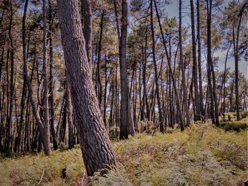 Trees on field in forest
