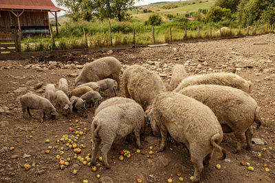 Sheep grazing on field