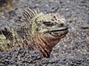 Close-up of lizard