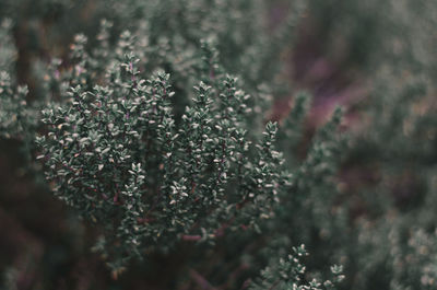 Close-up of flowering plant