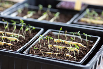 Close-up of potted plants in greenhouse