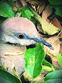 Close-up of a parrot