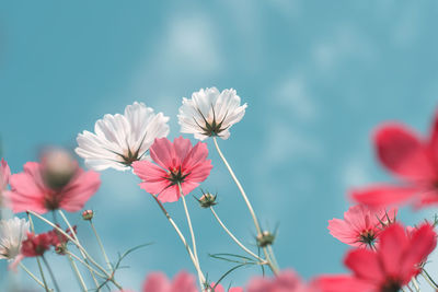 Close-up of pink cosmos flowers against blue sky