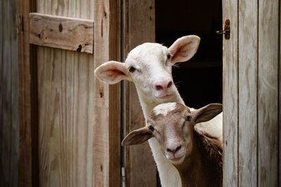 Close-up of goats. 