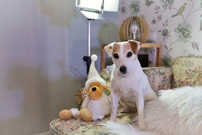 Close-up of dog sitting on sofa at home